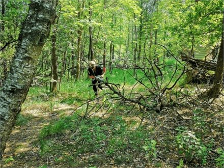 Enkelt spiller i tæt, grøn sommerskov med væltede grene
