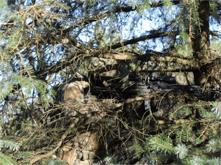 Spiller camoufleret i en grantykning, næsten usynlig mellem grenene